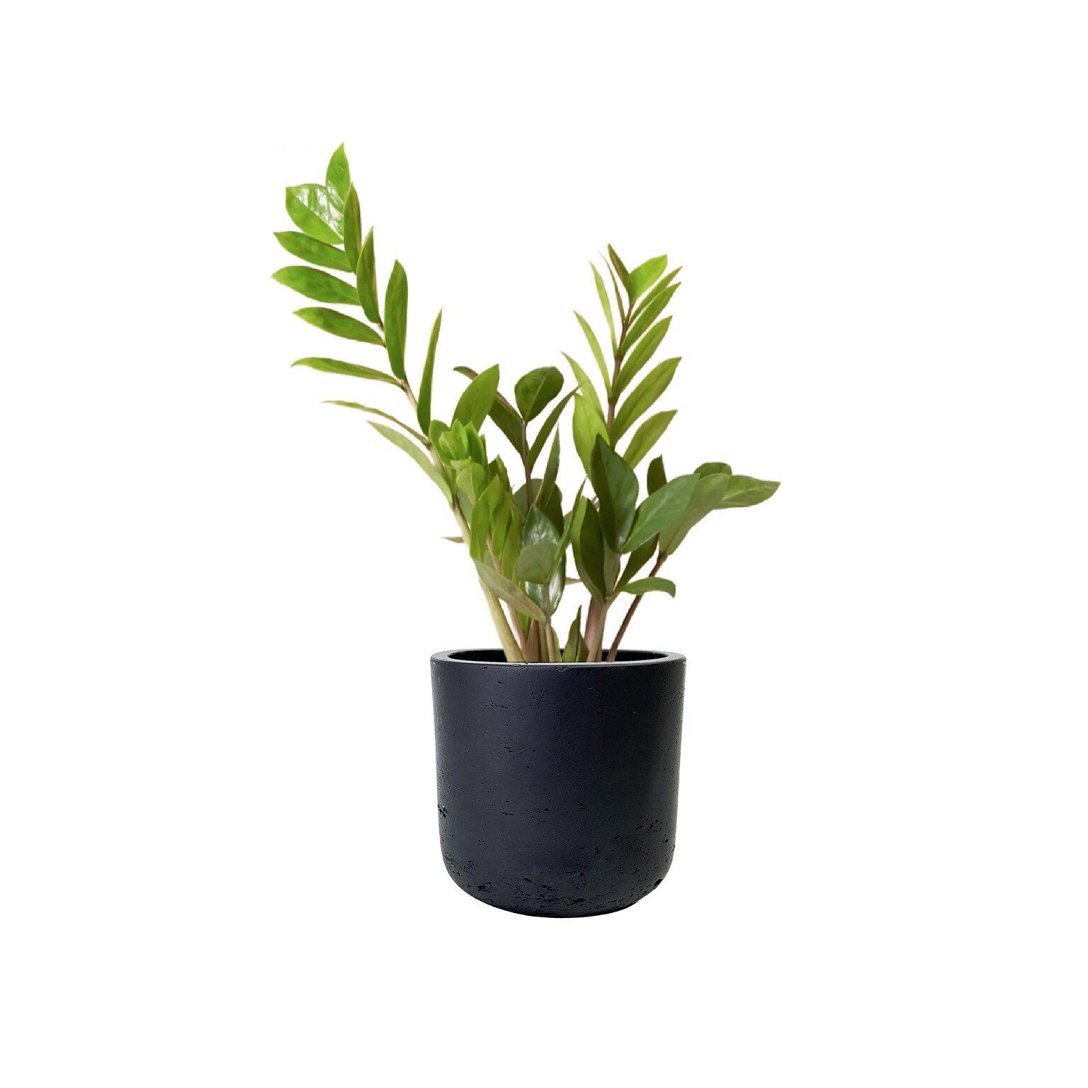 Desk Plants ZZ Plant in a Black Large Wilson pot (ZZLWB)