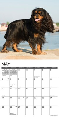 2025 Willow Creek Just Cavalier King Charles Spaniels 12" x 12" Monthly Wall Calendar (42274)
