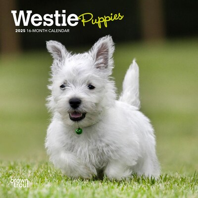 2025 BrownTrout West Highland White Terrier Puppies 7 x 7 Monthly Wall Calendar (9781975474058)