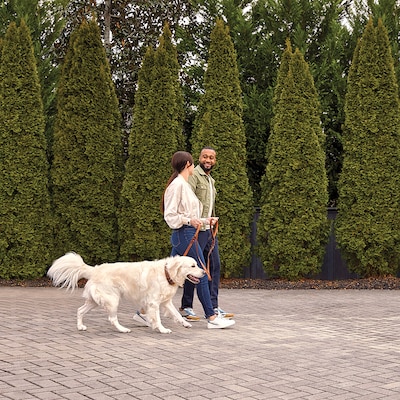 Garmin vívosmart 5 Fitness Steel Tracker, Small/Medium Case, Cool Mint (010-02645-02)