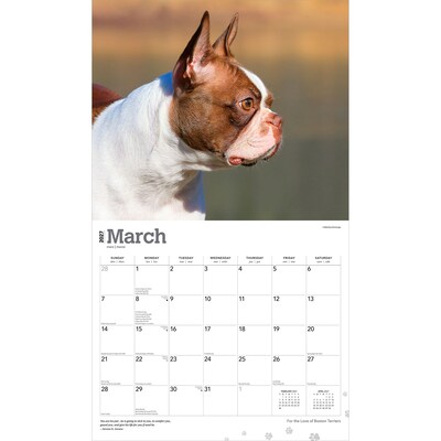 2027 BrownTrout For the Love of Boston Terriers 14" x 12" Monthly Wall Calendar, Assorted Colors (9798330714667)