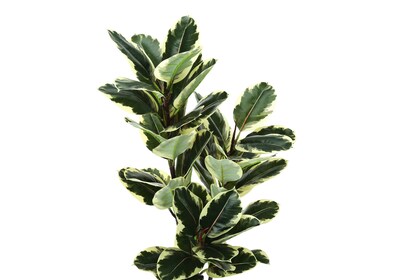 Monarch Specialties Inc. 47" Artificial Oak Tree in Pot (I 9544)