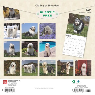 2025 BrownTrout Old English Sheepdogs 12 x 12 Monthly  Wall Calendar (9781975477486)