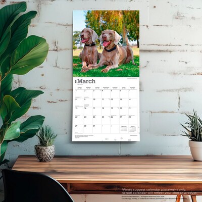 2026 BrownTrout Weimaraners 12" x 12" Monthly Wall Calendar (9798330706211)