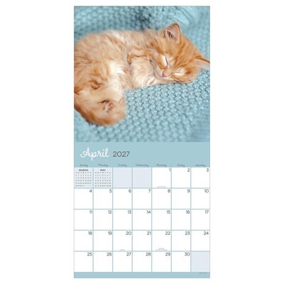 2027 TF Publishing Cat Dreams 12" x 12" Monthly Wall Calendar (27-1003)
