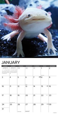 2027 Willow Creek Axolotls 12" x 12" Monthly Wall Calendar, Assorted Colors (58947)