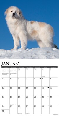 2027 Willow Creek Great Pyrenees  12" x 12" Monthly Wall Calendar (60551)