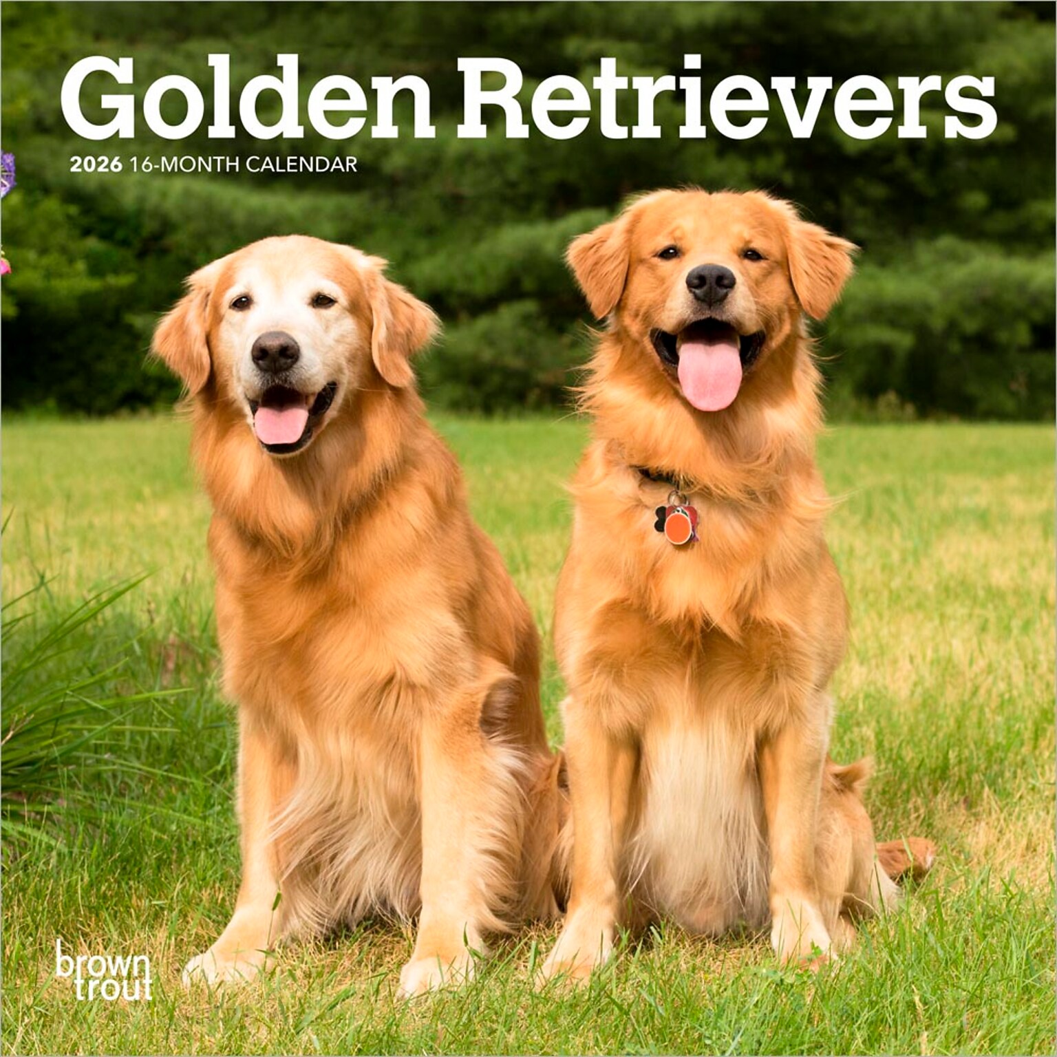 2026 BrownTrout Golden Retrievers 7 x 7 Monthly Wall Calendar (9798330703487)