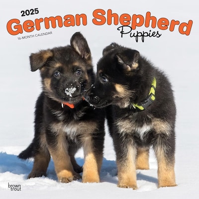 2025 BrownTrout German Shepherd Puppies 12 x 12 Monthly Square Wall Calendar (9781975477004)