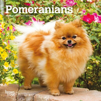 2025 BrownTrout Pomeranians 7 x 7 Monthly Mini Wall Calendar (9781975473884)