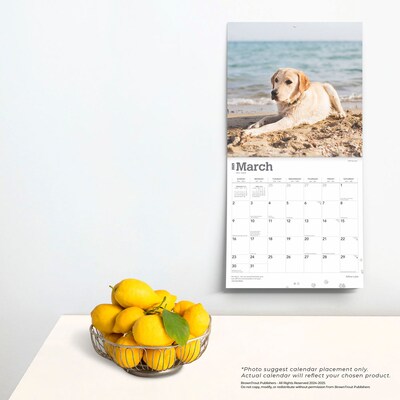 2025 BrownTrout Yellow Labrador Retrievers 12" x 12" Monthly Square Wall Calendar (9781975477363)
