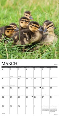 2026 Willow Creek Baby Animals 12" x 12" Monthly Wall Calendar (50002X)
