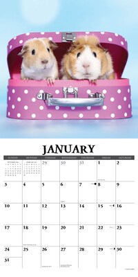 2027 Willow Creek Guinea Pigs 12" x 12" Monthly Wall Calendar (60582)