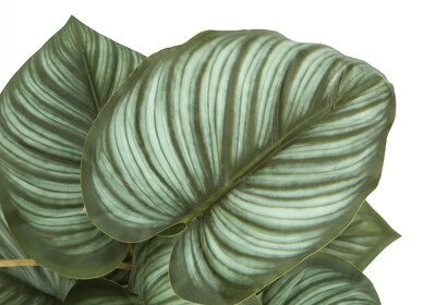 Monarch Specialties Inc. 13" Artificial Epipremnum in Pot, 2/Set (I 9583)