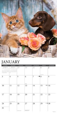 2027 Willow Creek Cats & Dogs 12" x 12" Monthly Wall Calendar, Assorted Colors (59579)