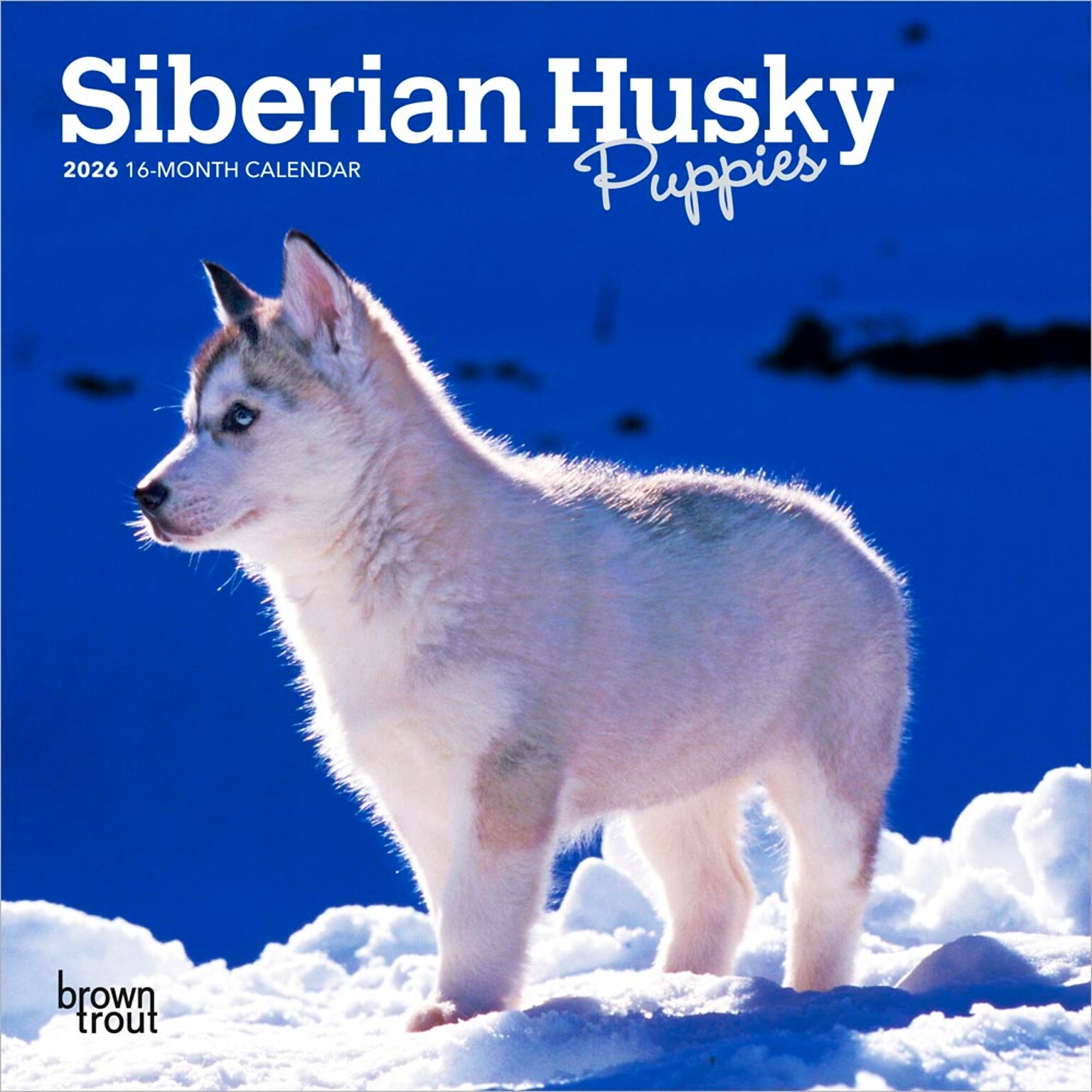 2026 BrownTrout Siberian Husky Puppies 7 x 7 Monthly Wall Calendar (9798330705597)