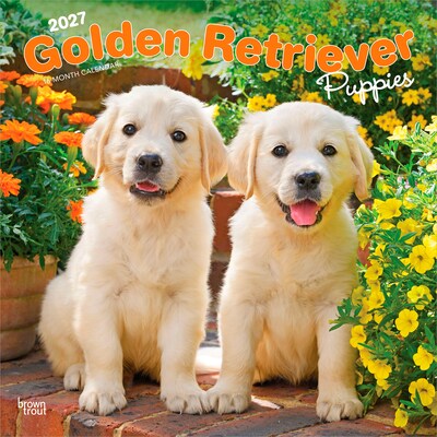 2027 BrownTrout Golden Retriever Puppies 12 x 12 Monthly Wall Calendar (9798330712465)