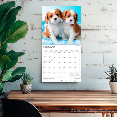 2026 BrownTrout Cavalier King Charles Spaniel Puppies 12" x 12" Monthly Wall Calendar (9798330702817)