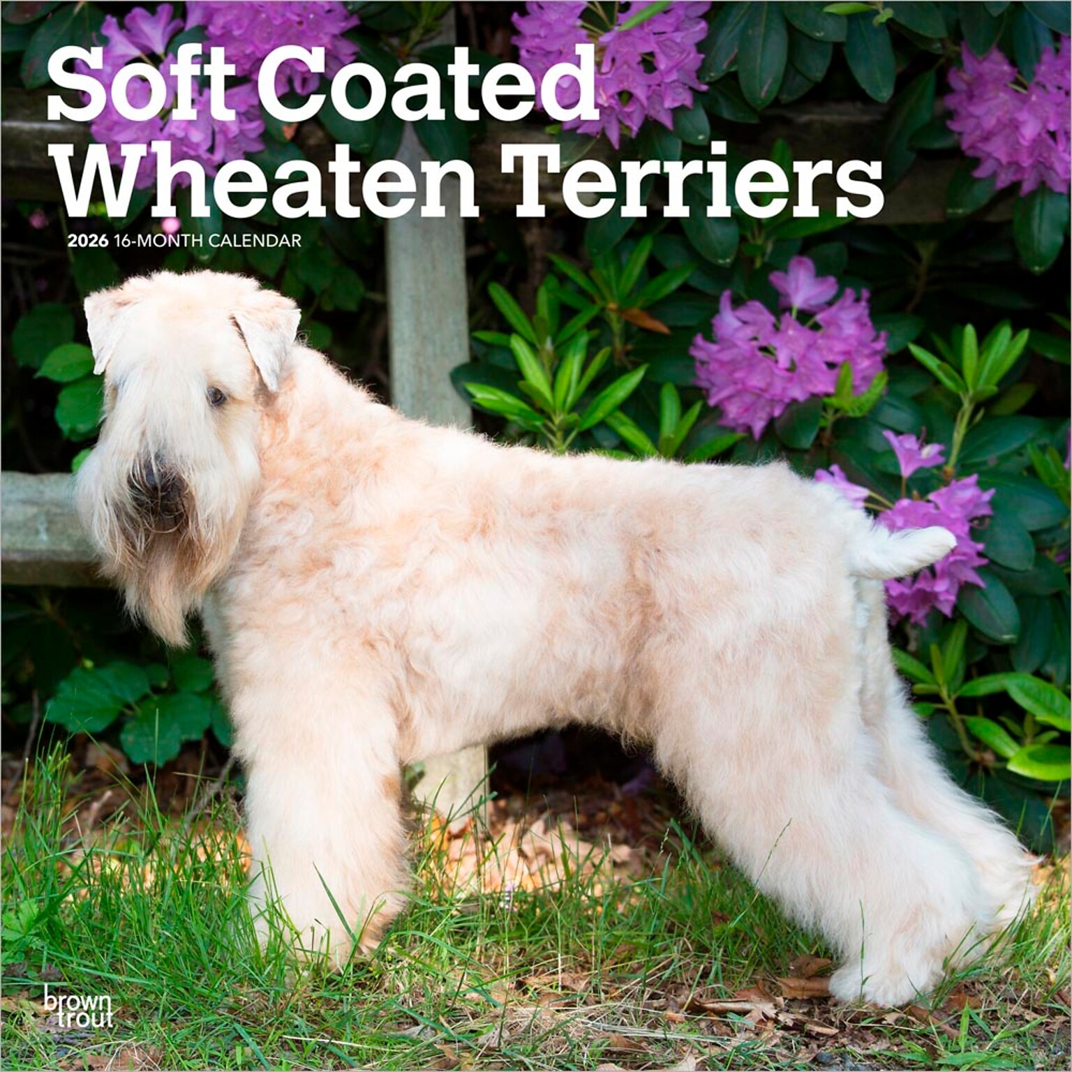 2026 BrownTrout Soft Coated Wheaten Terriers 12 x 12 Monthly Wall Calendar (9798330706310)