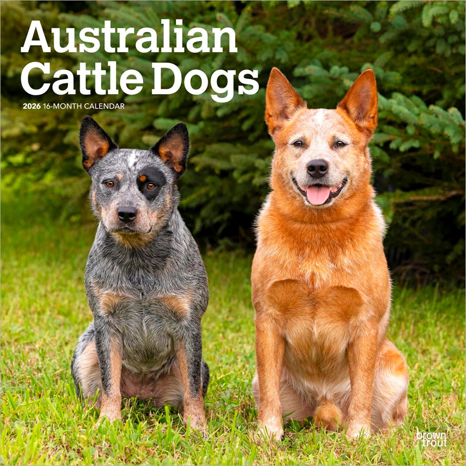 2026 BrownTrout Australian Cattle Dogs 12 x 12 Monthly Wall Calendar (9798330702190)