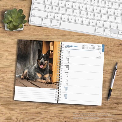 2025 BrownTrout Blue Heelers 6" x 7.75" Weekly Engagement Planner, Paper Cover, Multicolored (9781975483142)