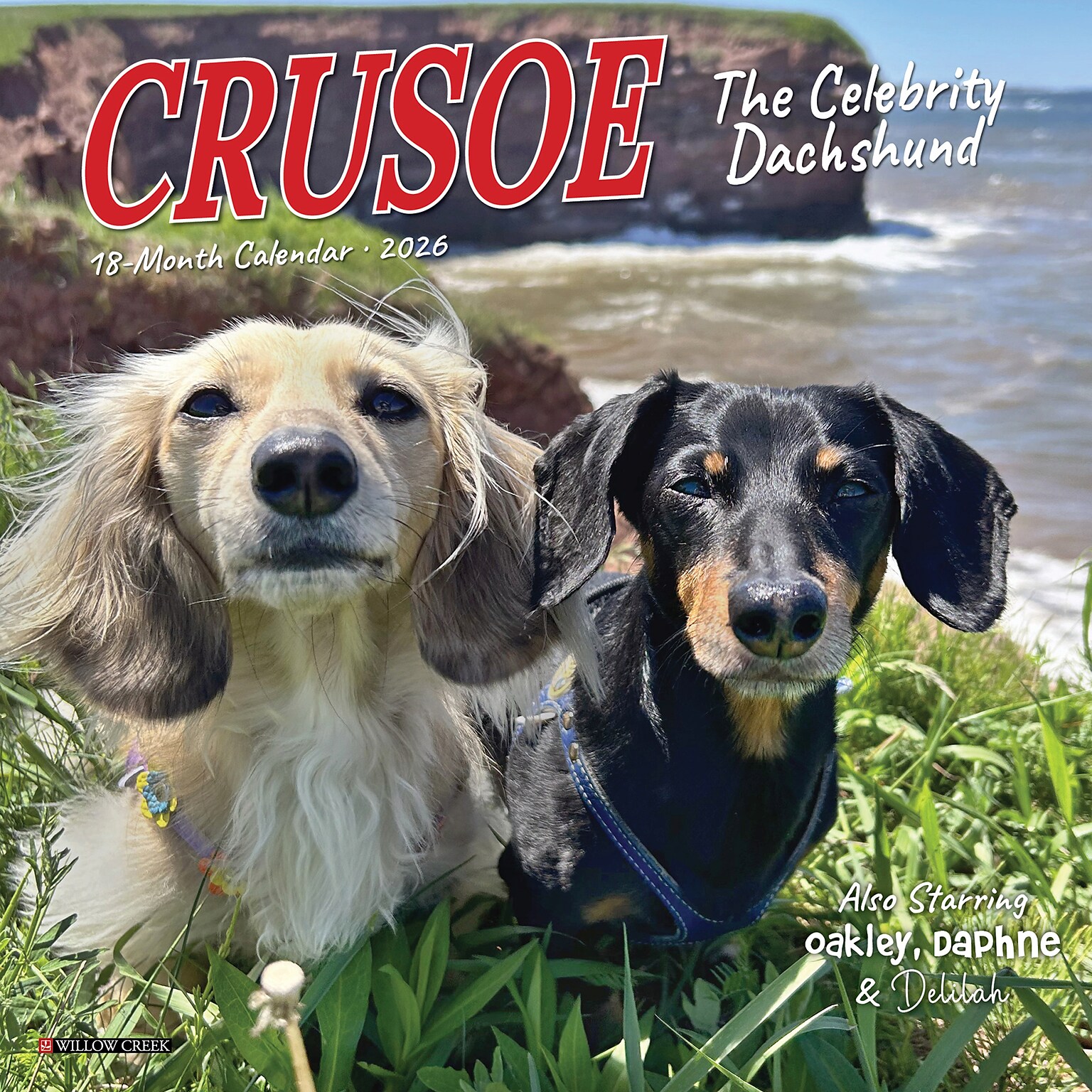 2026 Willow Creek Crusoe the Celebrity Dachshund 7 x 7 Monthly Wall Calendar (53539)
