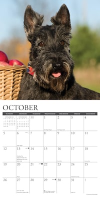 2025 Willow Creek Scotties 12" x 12" Monthly Wall Calendar (44773)