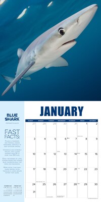 2027 Willow Creek Shark Year 12" x 12" Monthly Wall Calendar, Reversible, Assorted Colors (62289)