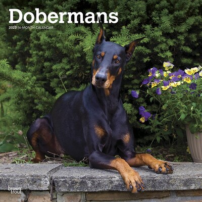 2023 BrownTrout Dobermans 12 x 12 Monthly Wall Calendar (9781975451608)