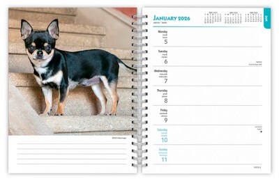 2026 BrownTrout Chihuahuas 6.5" x 7.75" Weekly Planner (9798330702930)