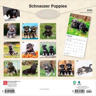 2026 BrownTrout Schnauzer Puppies 12 x 12 Monthly Wall Calendar (9798330705443)