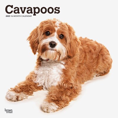 2023 BrownTrout Cavapoos 12 x 12 Monthly Wall Calendar (9781975456412)