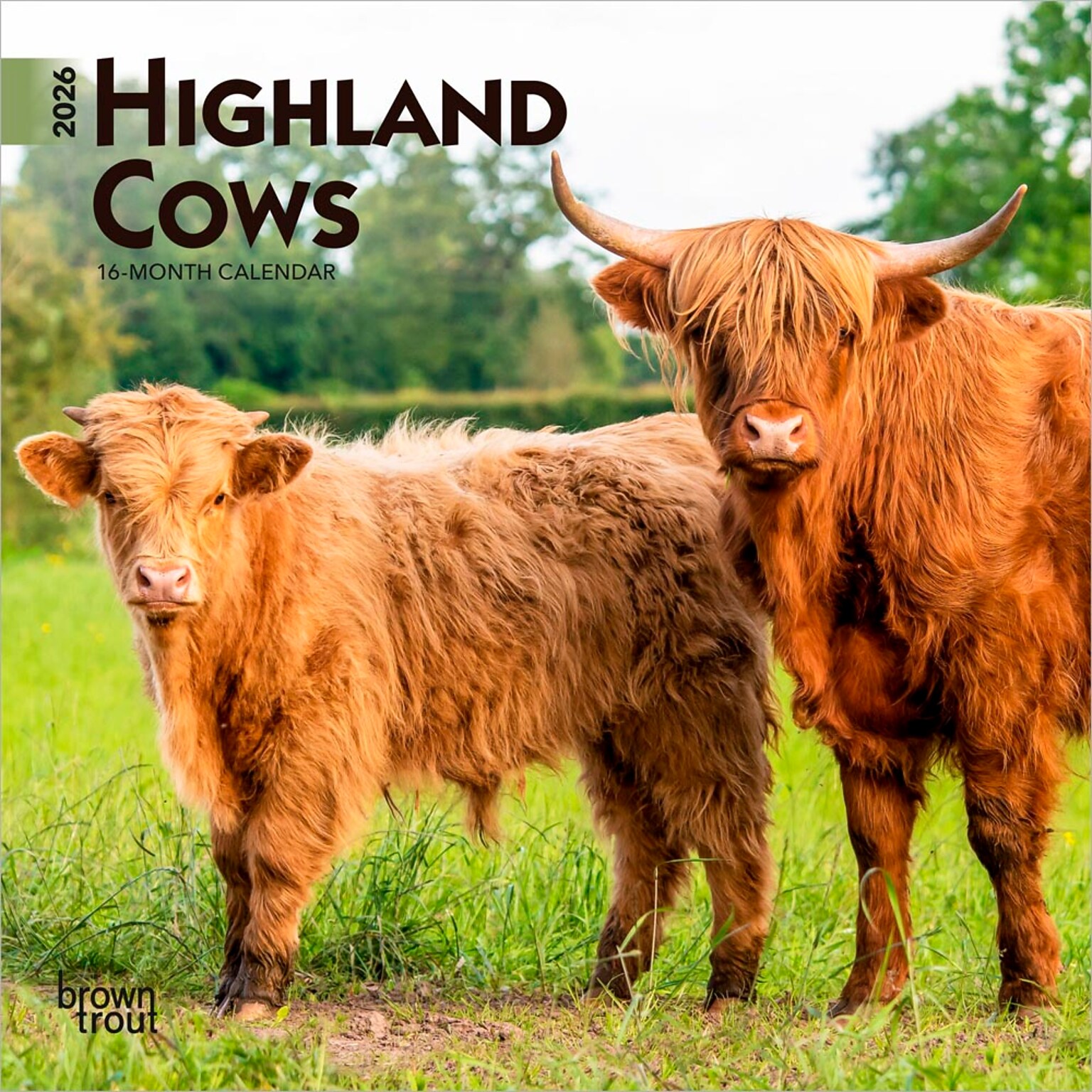 2026 BrownTrout Highland Cows 7 x 7 Monthly Wall Calendar (9798330703623)