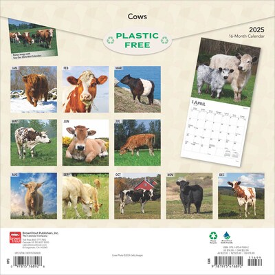 2025 BrownTrout Cows 12 x 12 Monthly  Wall Calendar (9781975476892)