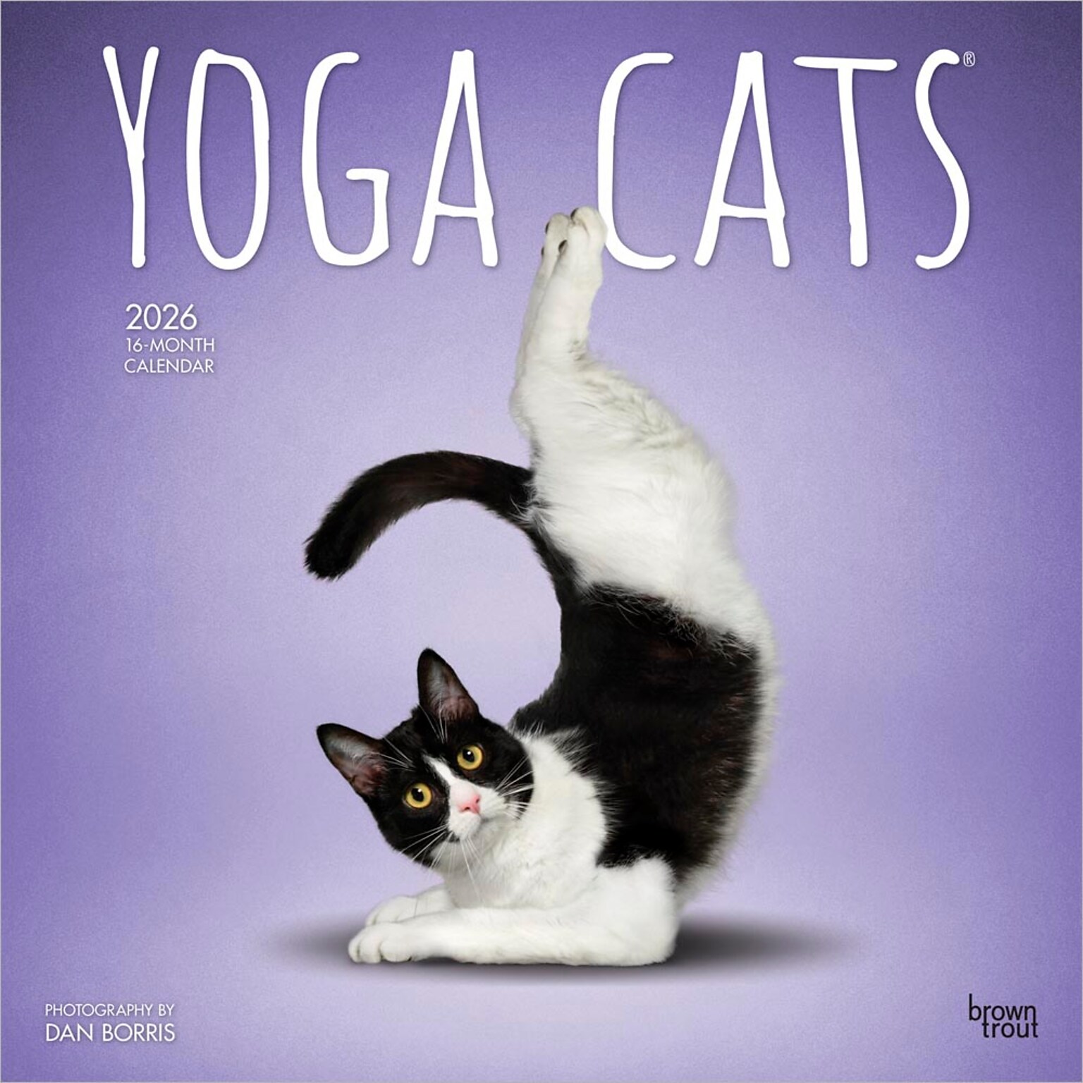 2026 BrownTrout Yoga Cats 12 x 12 Monthly Wall Calendar (9798330701919)
