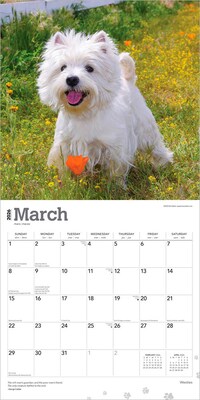2026 BrownTrout West Highland White Terriers 12" x 12" Monthly Wall Calendar (9798330706280)