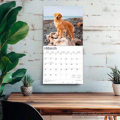 2026 BrownTrout Golden Retrievers 12" x 12" Monthly Wall Calendar (9798330703494)
