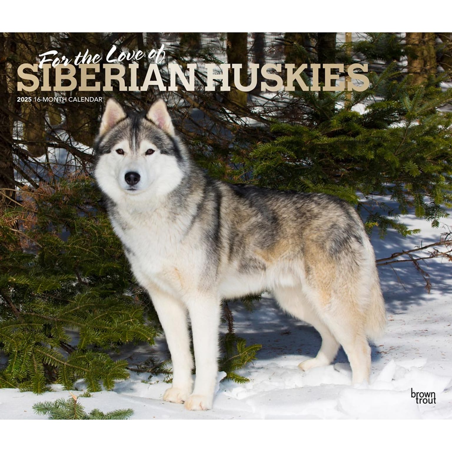 2025 BrownTrout For the Love of Siberian Huskies 7 x 12 Monthly  Wall Calendar (9781975473082)