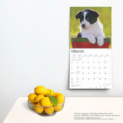 2025 BrownTrout Border Collie Puppies 12" x 12" Monthly Wall Calendar (9781975476670)