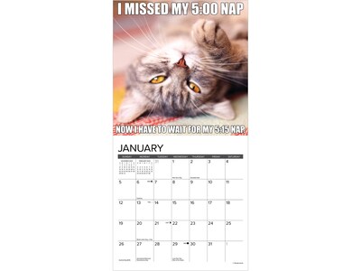 2025 Willow Creek Cat-astrophe 7" x 7" Monthly Wall Calendar (45688)