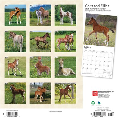 2025 BrownTrout Colts and Fillies 12 x 12 Monthly Wall Calendar (9781975483722)