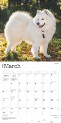2025 BrownTrout Samoyeds 12" x 12" Monthly Square Wall Calendar (9781975477660)
