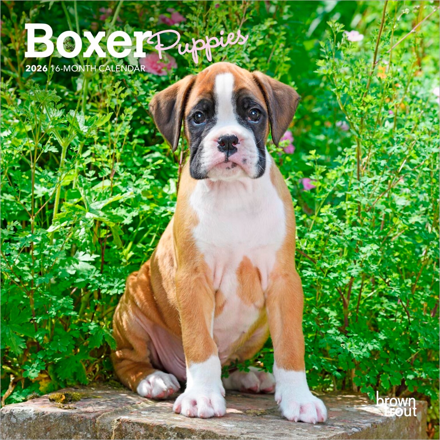 2026 BrownTrout Boxer Puppies 7 x 7 Monthly Wall Calendar (9798330702619)