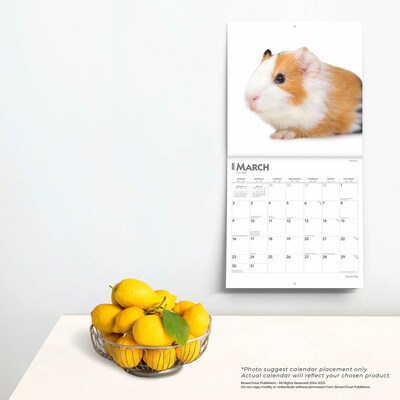 2025 BrownTrout Guinea Pigs 12" x 12" Monthly Wall Calendar (9781975477134)