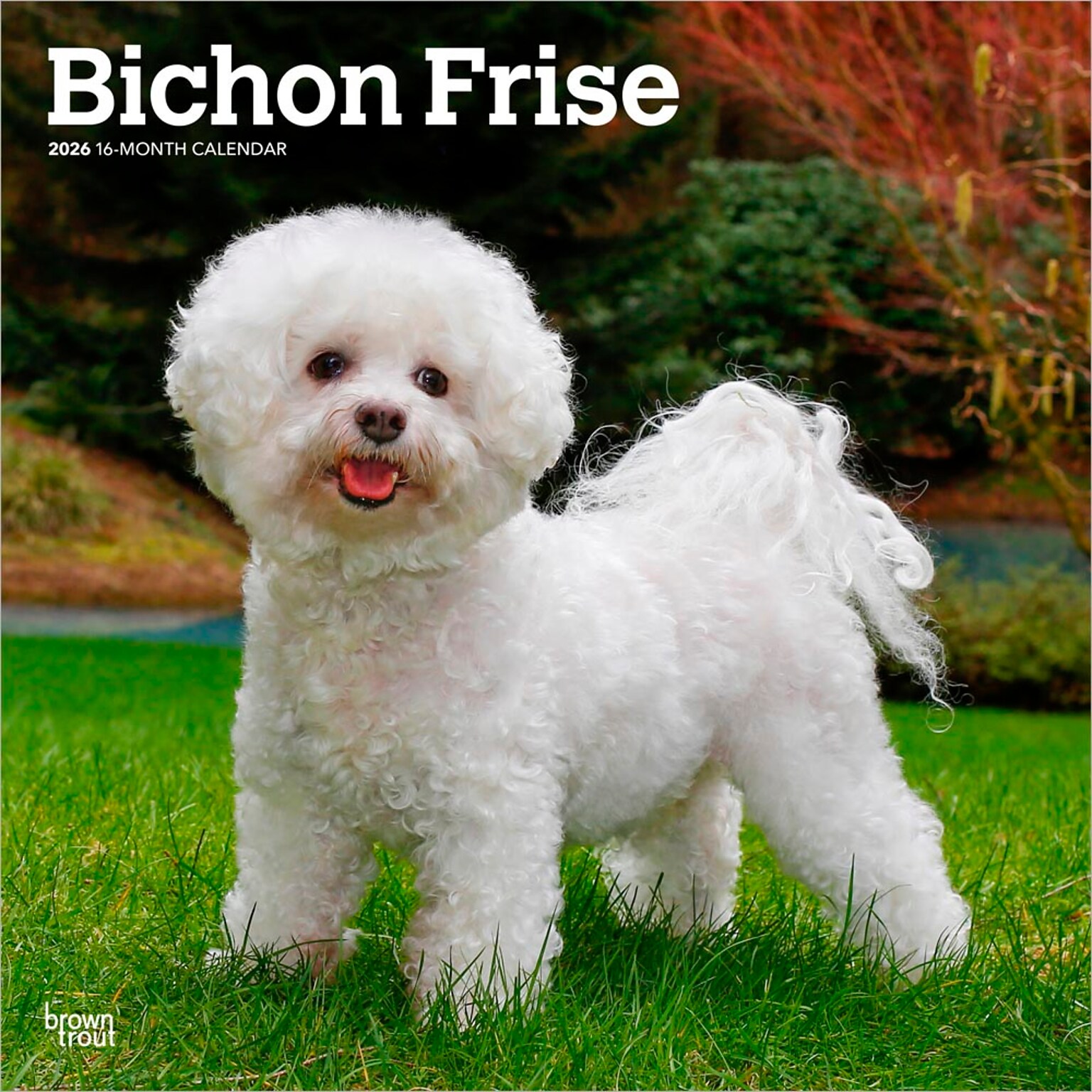 2026 BrownTrout Bichon Frise 12 x 12 Monthly Wall Calendar (9798330702411)