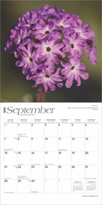 2025 BrownTrout Desert Wildflowers 12" x 12" Monthly  Wall Calendar (9781975476014)