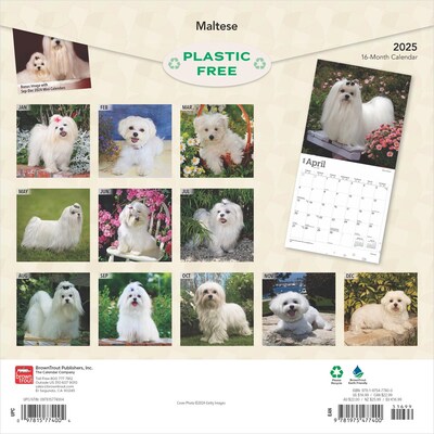 2025 BrownTrout Maltese 12 x 12 Monthly Square Wall Calendar (9781975477400)