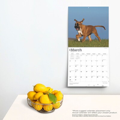 2025 BrownTrout Boxer Puppies 12" x 12" Monthly Wall Calendar (9781975476717)