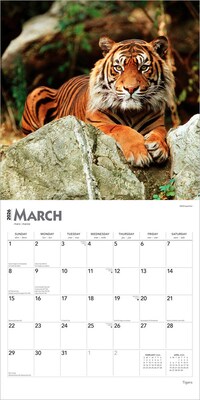 2026 BrownTrout Tigers 12" x 12" Monthly Wall Calendar (9798330705900)