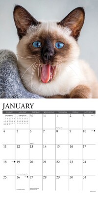 2026 Willow Creek Siamese Cats 12" x 12" Monthly Wall Calendar (52785)